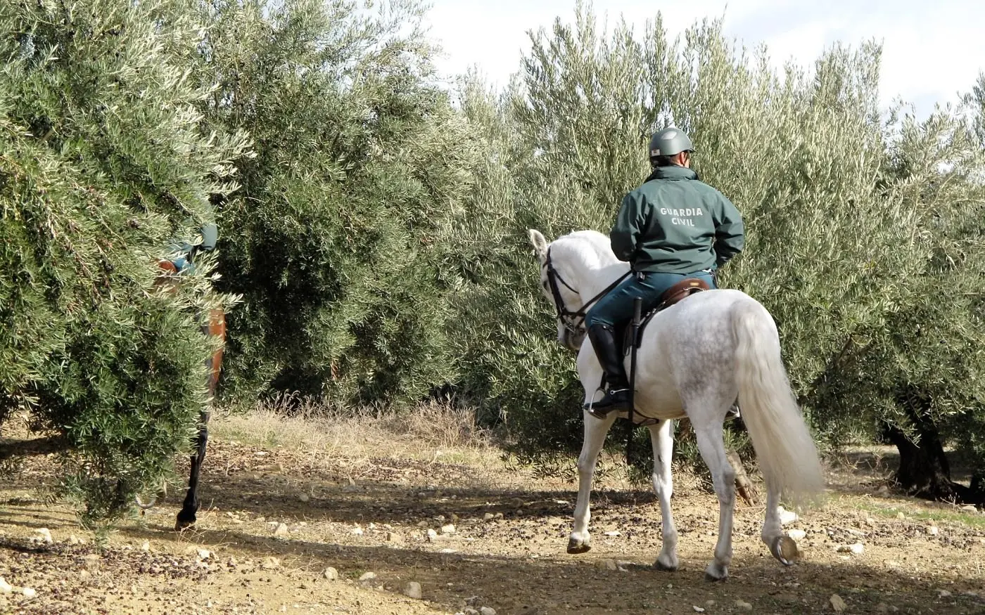 El campo jiennense se blinda ante los robos de aceituna