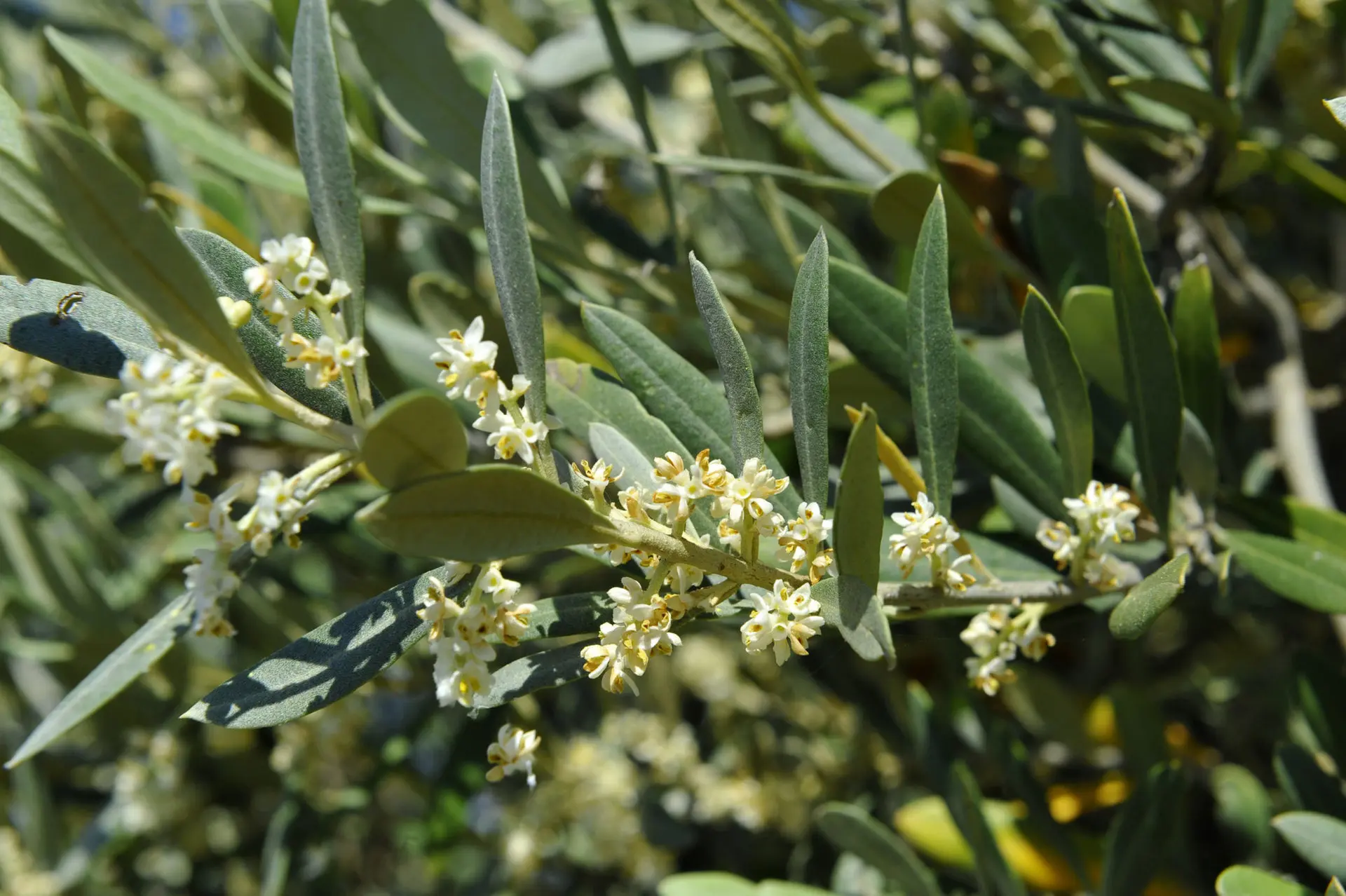 El polen de olivo se multiplica por ocho en tres días y se dispara a niveles altos