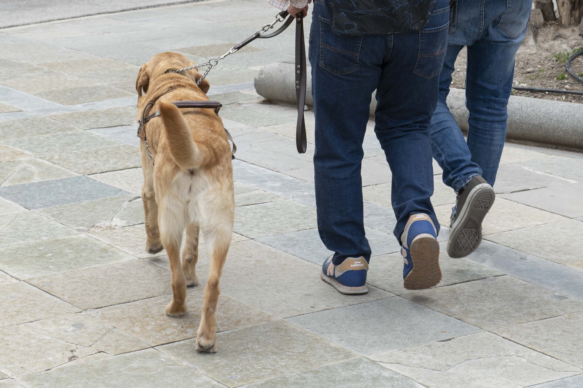 Los pasos hacia la sensibilización por los perros guía