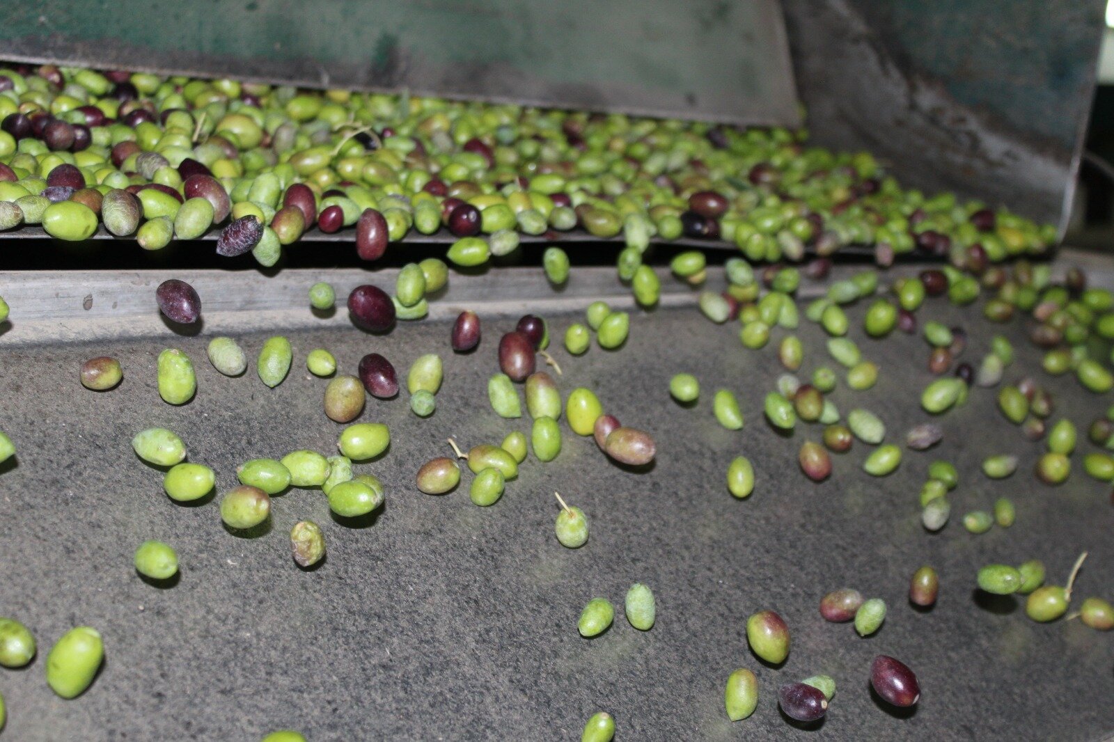 La campaña del aceite arranca con ventas fuertes y producción corta