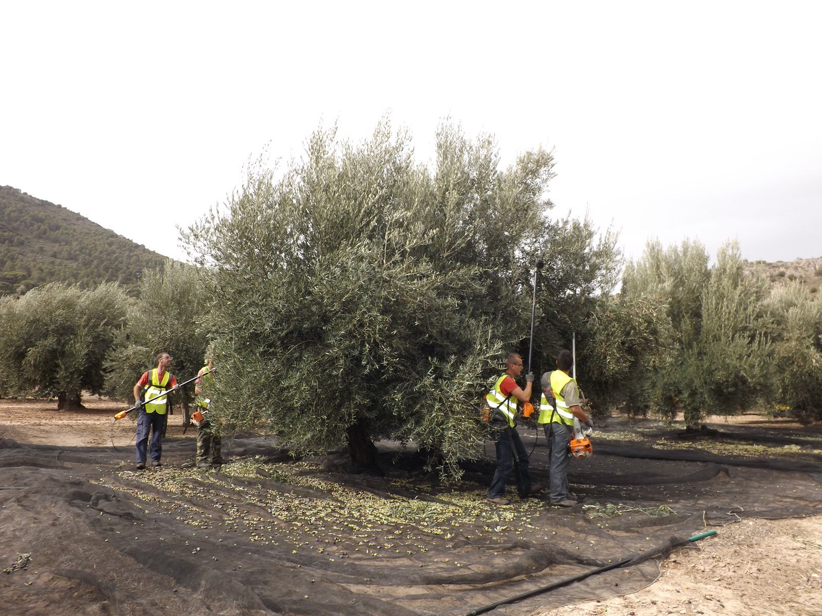 El olivar reclama cambios de fondo ante una rentabilidad que no llega