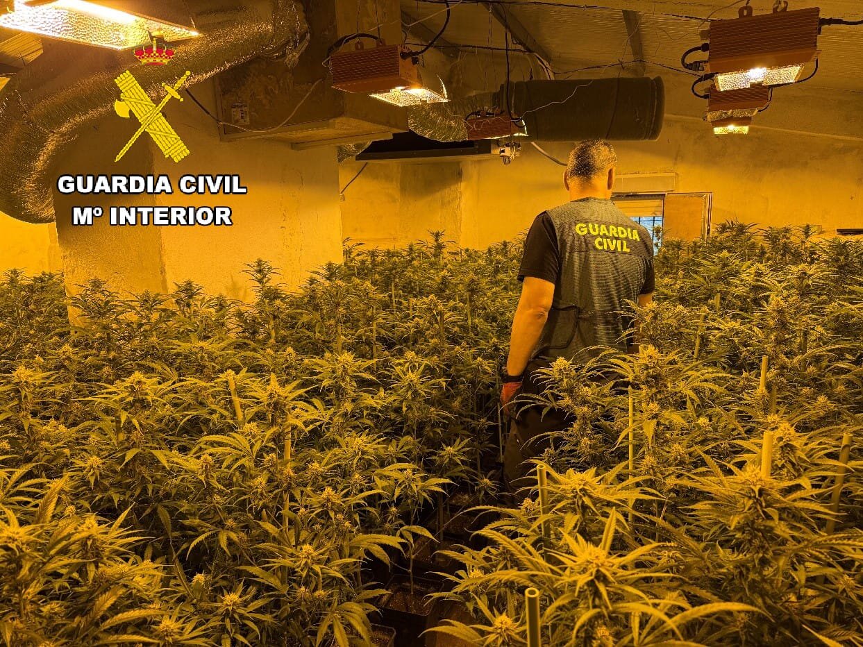 Las plantaciones de marihuana concentran el 14% del fraude eléctrico