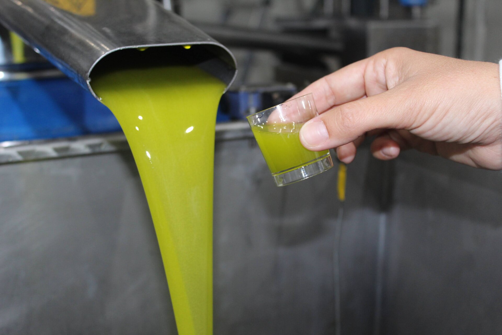 El AOVE sube un 5,4% en Jaén en noviembre pese al desplome interanual