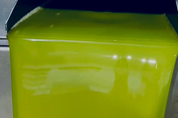 La falta de lluvias marca el inicio de la campaña de la aceituna