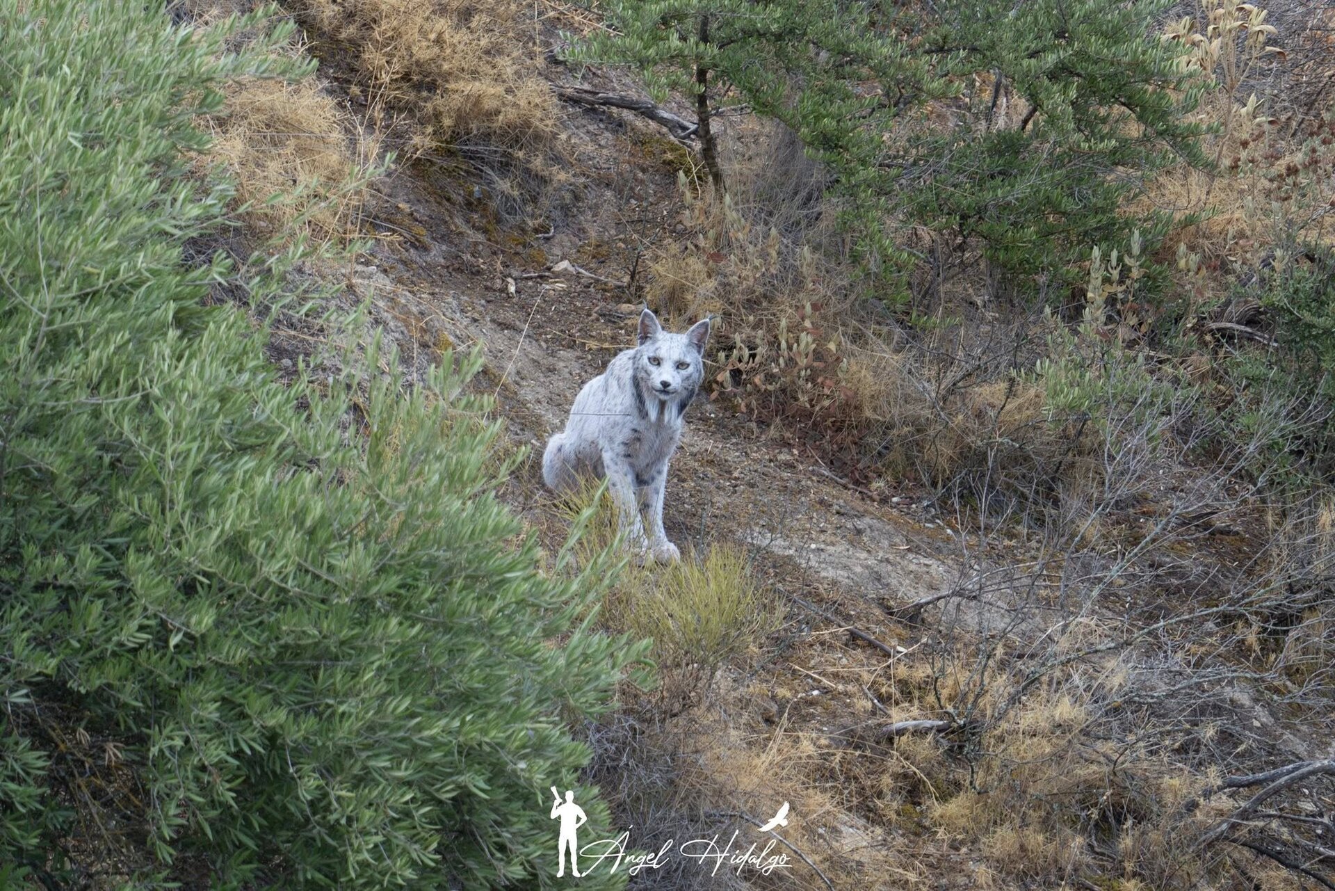 El fotógrafo que hace historia en Jaén: retrata al lince ibérico 'blanco'