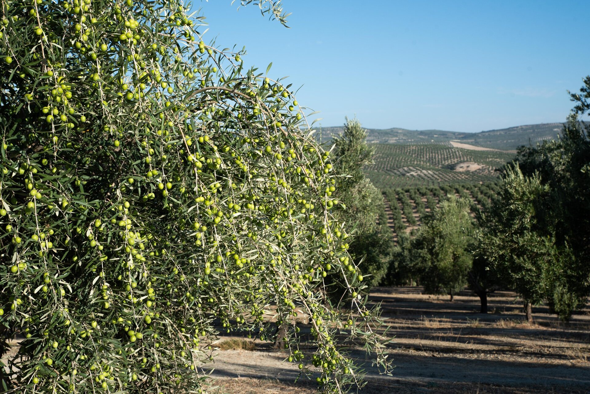 Jaén se prepara para recoger su aceite más temprano