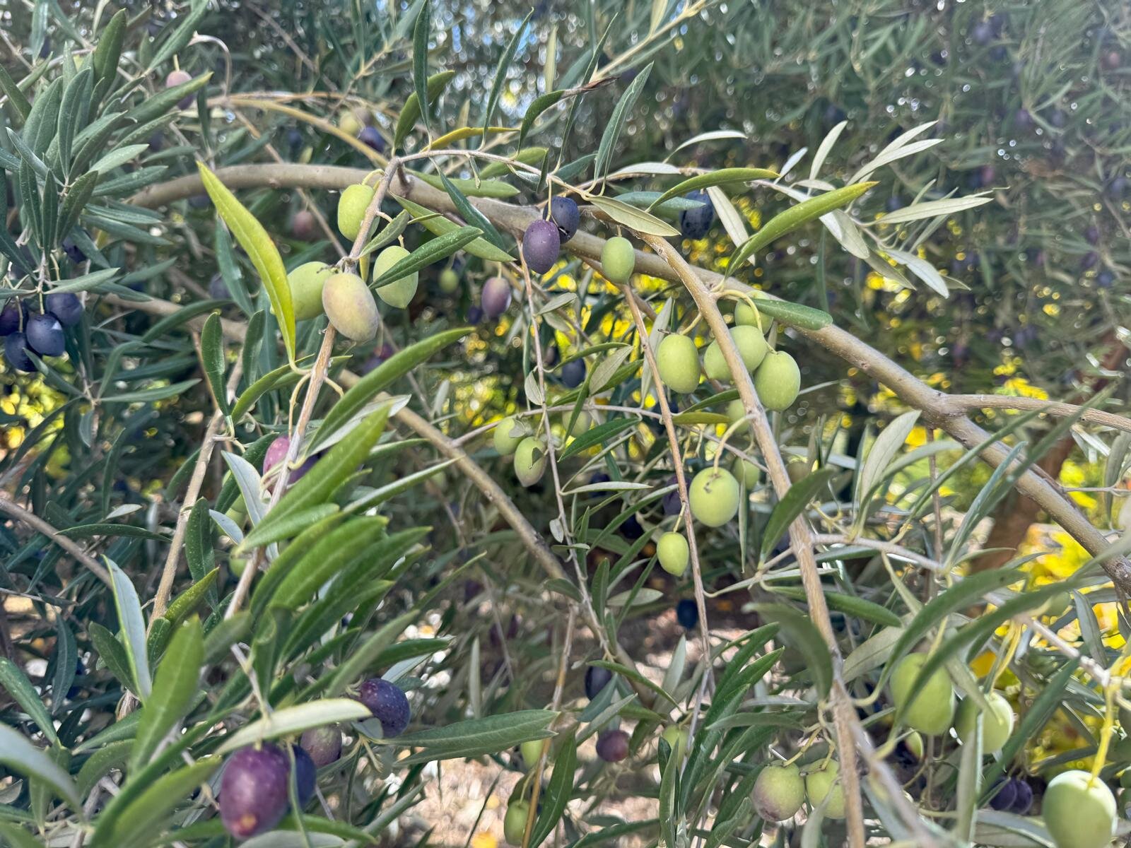 La provincia de Jaén firma el mayor récord exportador de su historia