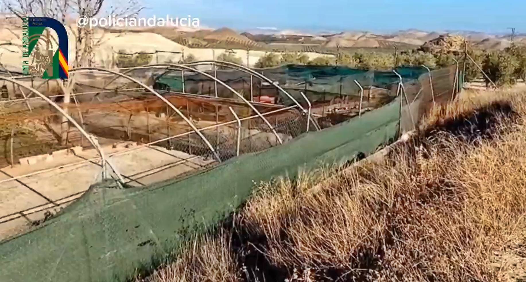 Intervenida una granja clandestina con 400 perdices sin control sanitario