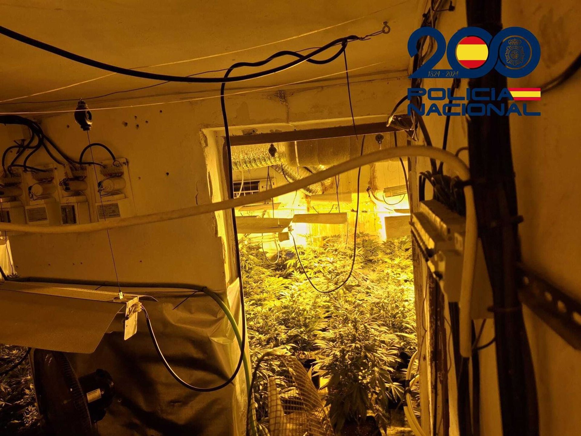 La Policía desmantela dos puntos de droga y halla 300 plantas en la casa de un detenido