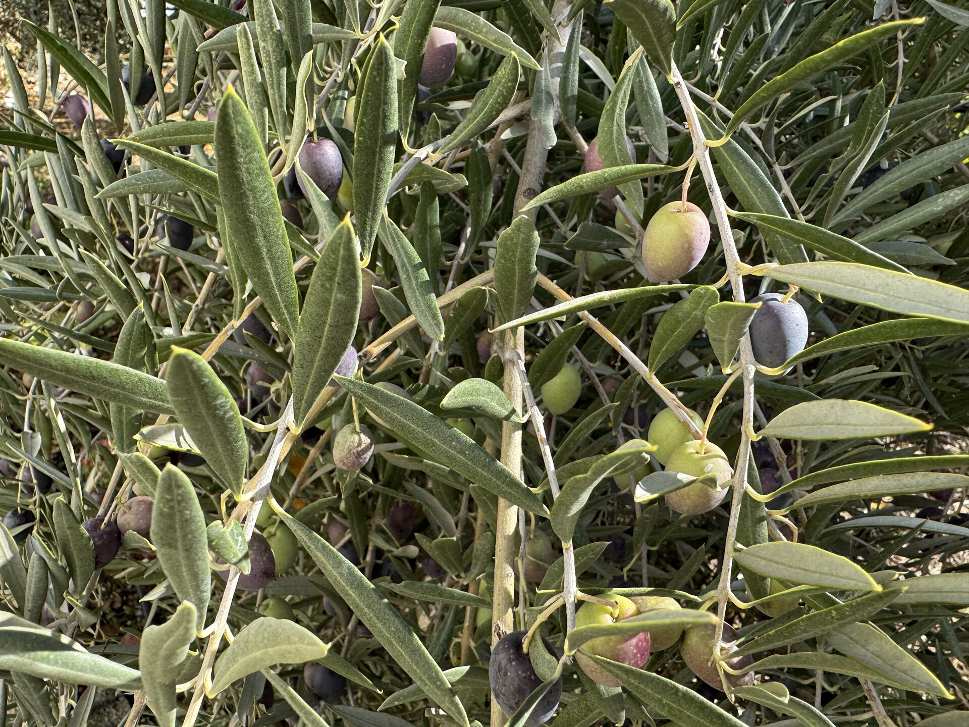 Publican el primer listado de más de 140.000 beneficiarios de ayudas por las borrascas