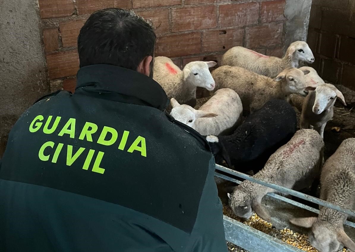 Detenido un vecino de Torres de Albanchez por el robo de 34 corderos en la Sierra de Segura