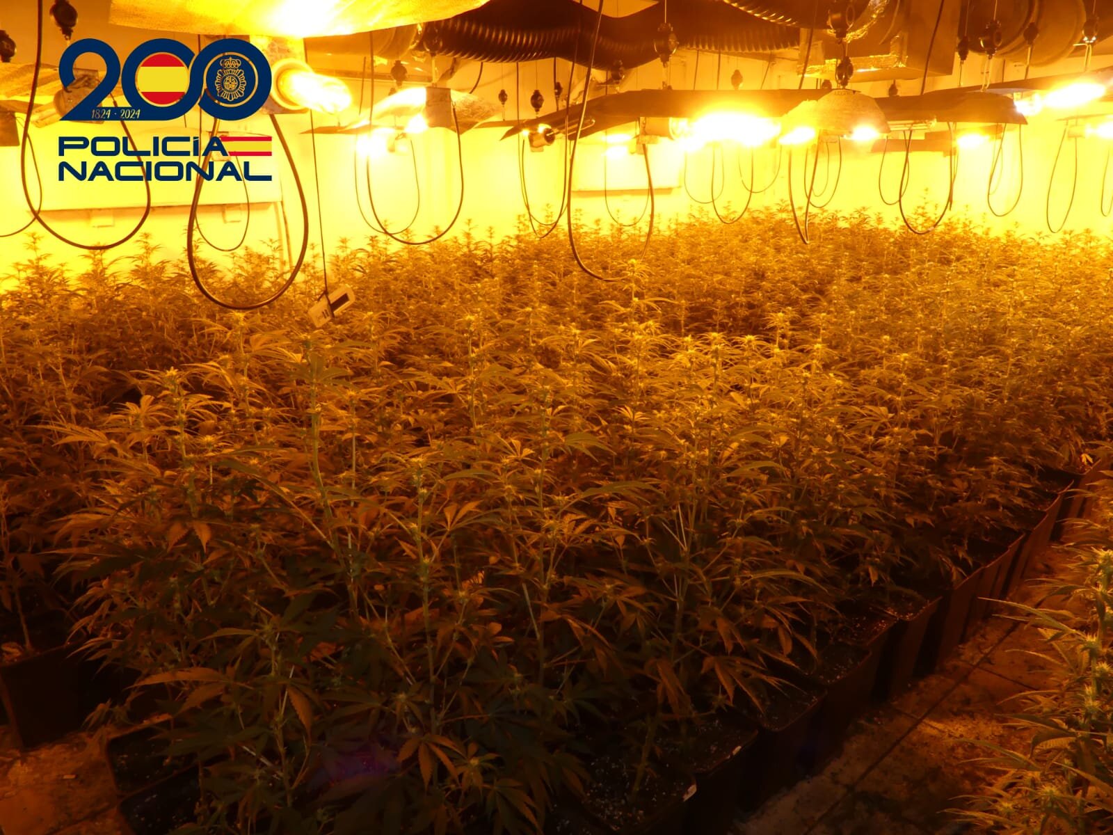 Cinco arrestados en Linares tras un tiroteo que destapó una plantación de marihuana