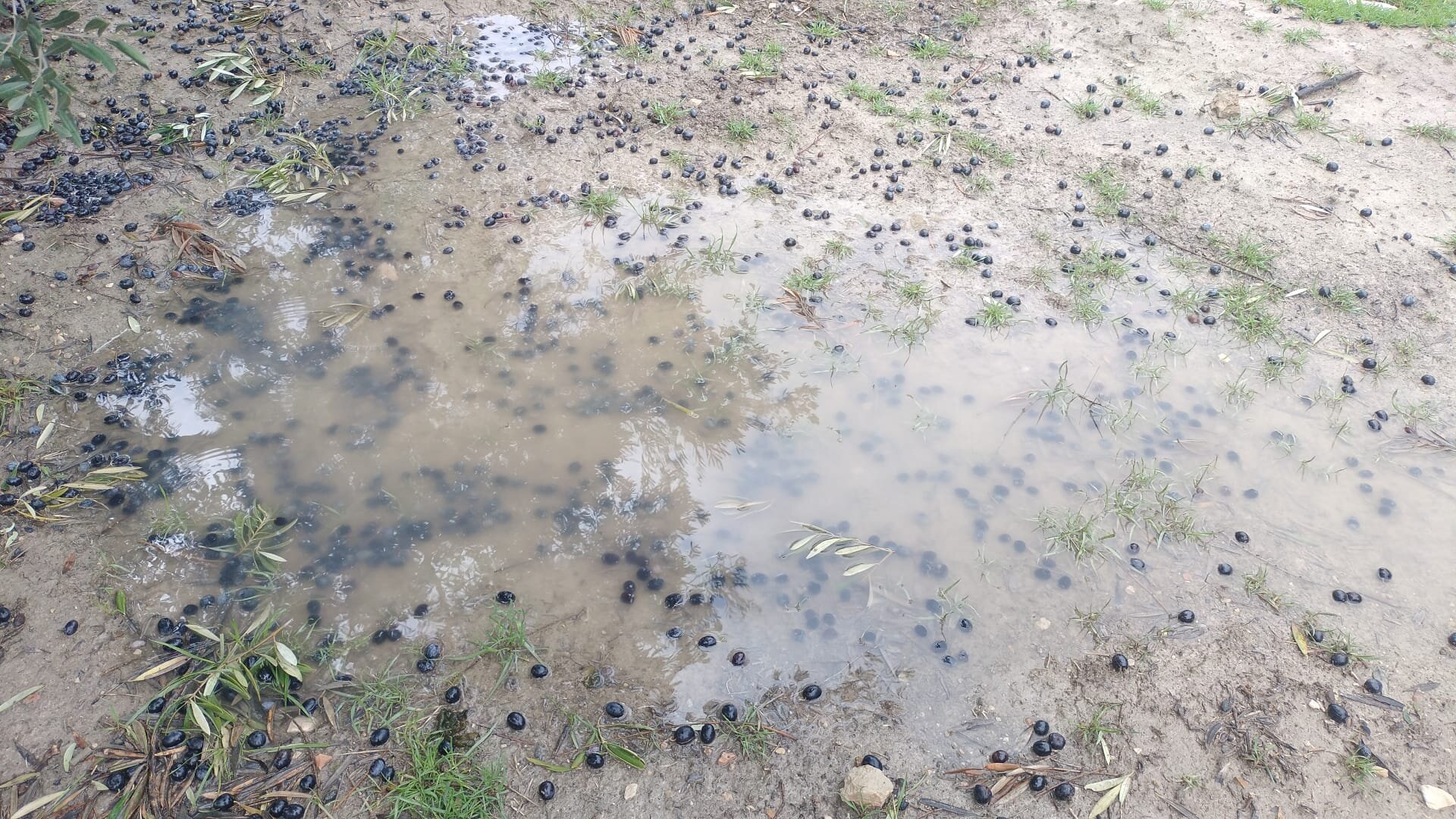 Las lluvias y el viento provocan pérdidas millonarias en el olivar jiennense
