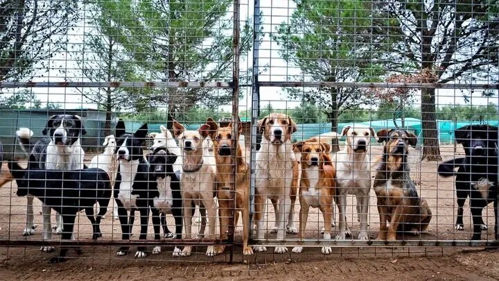 El SOS de la protectora Almas de Tara