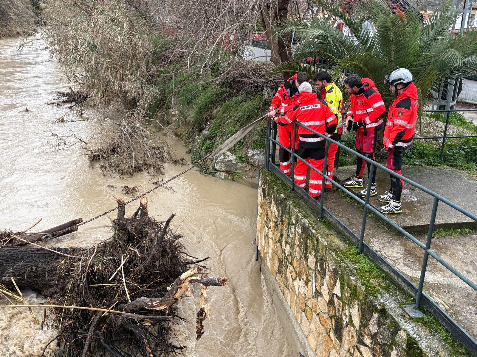Bomberos de Jaén retiran un árbol enorme a la altura del Puente Jontoya