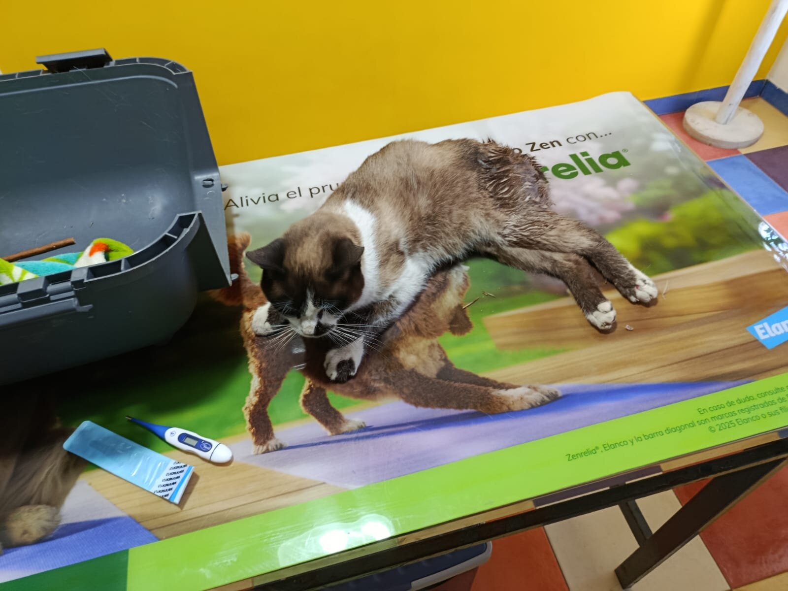 Denuncian la aparición de gatos con indicios de disparos en Sabiote