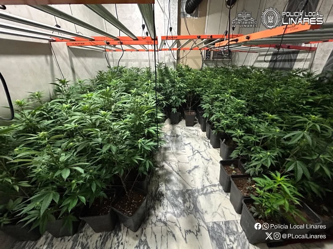 El desprendimiento del techo de un local destapa una plantación de marihuana