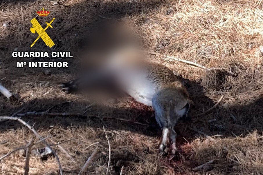 Investigan a un cazador por abatir una cabra montés en Valdepeñas de Jaén