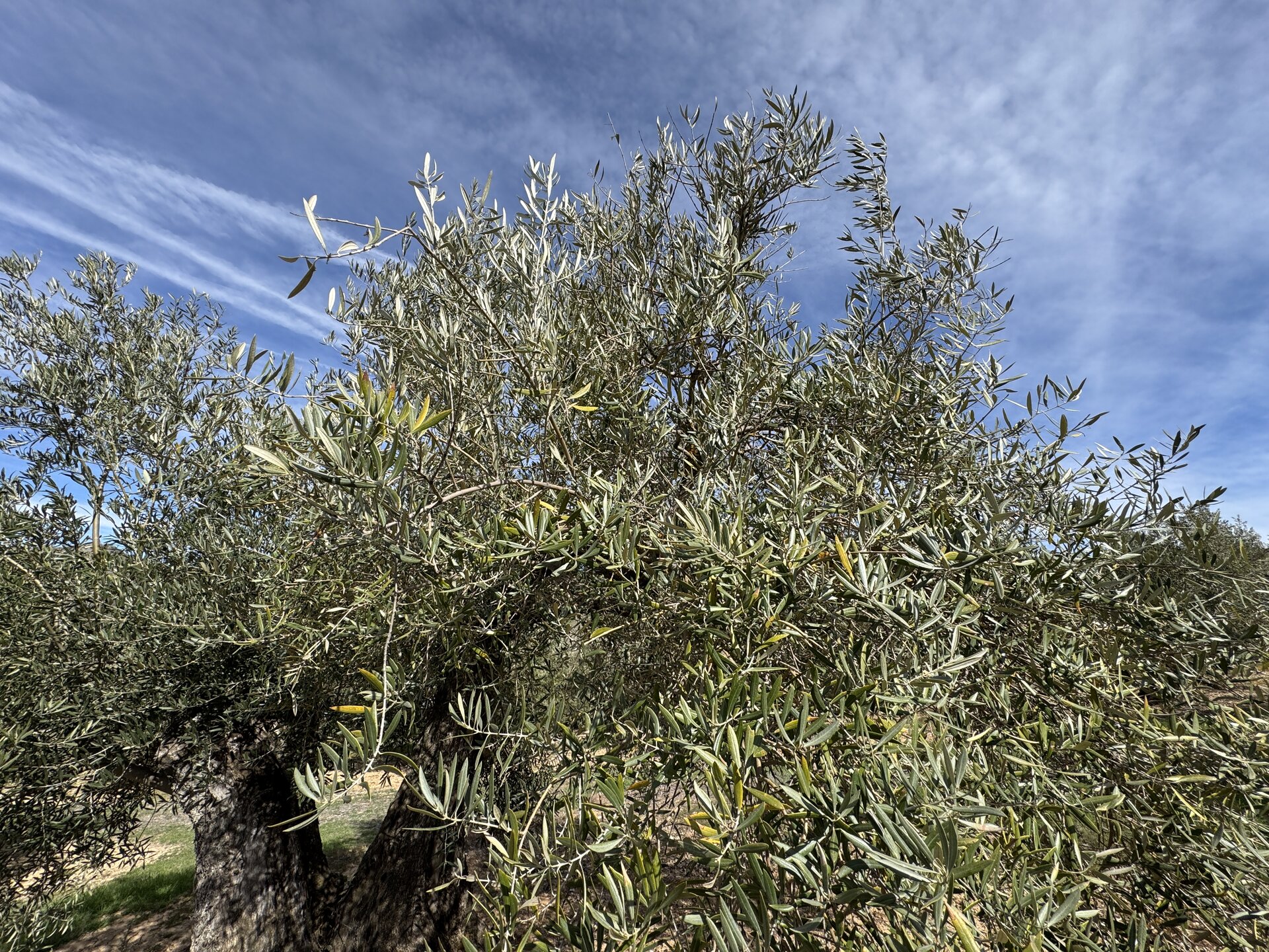 Jaén rompe la tendencia andaluza y registra un leve repunte del desempleo en marzo
