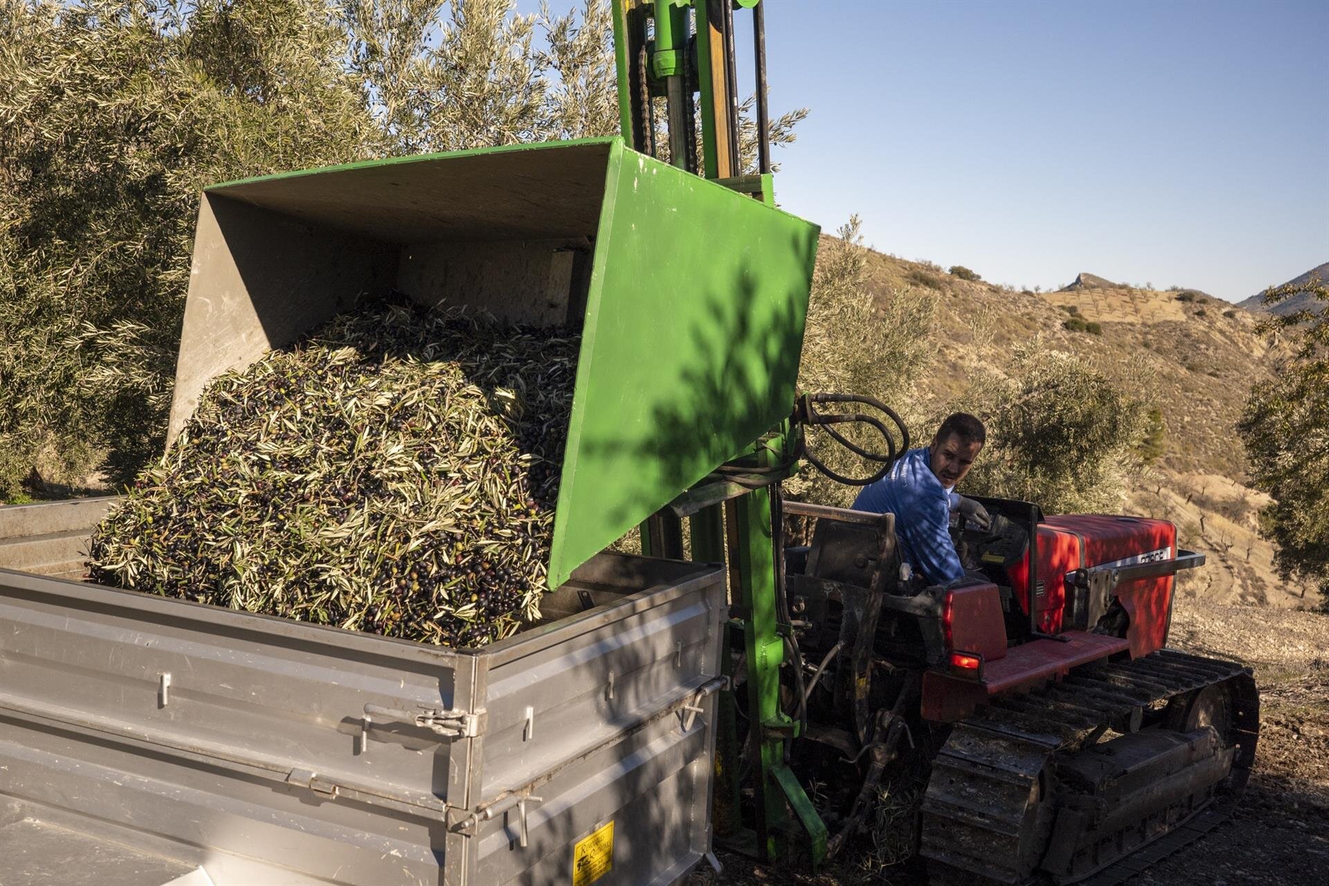 Sierra Mágina reduce un 22% su producción de aceite de oliva