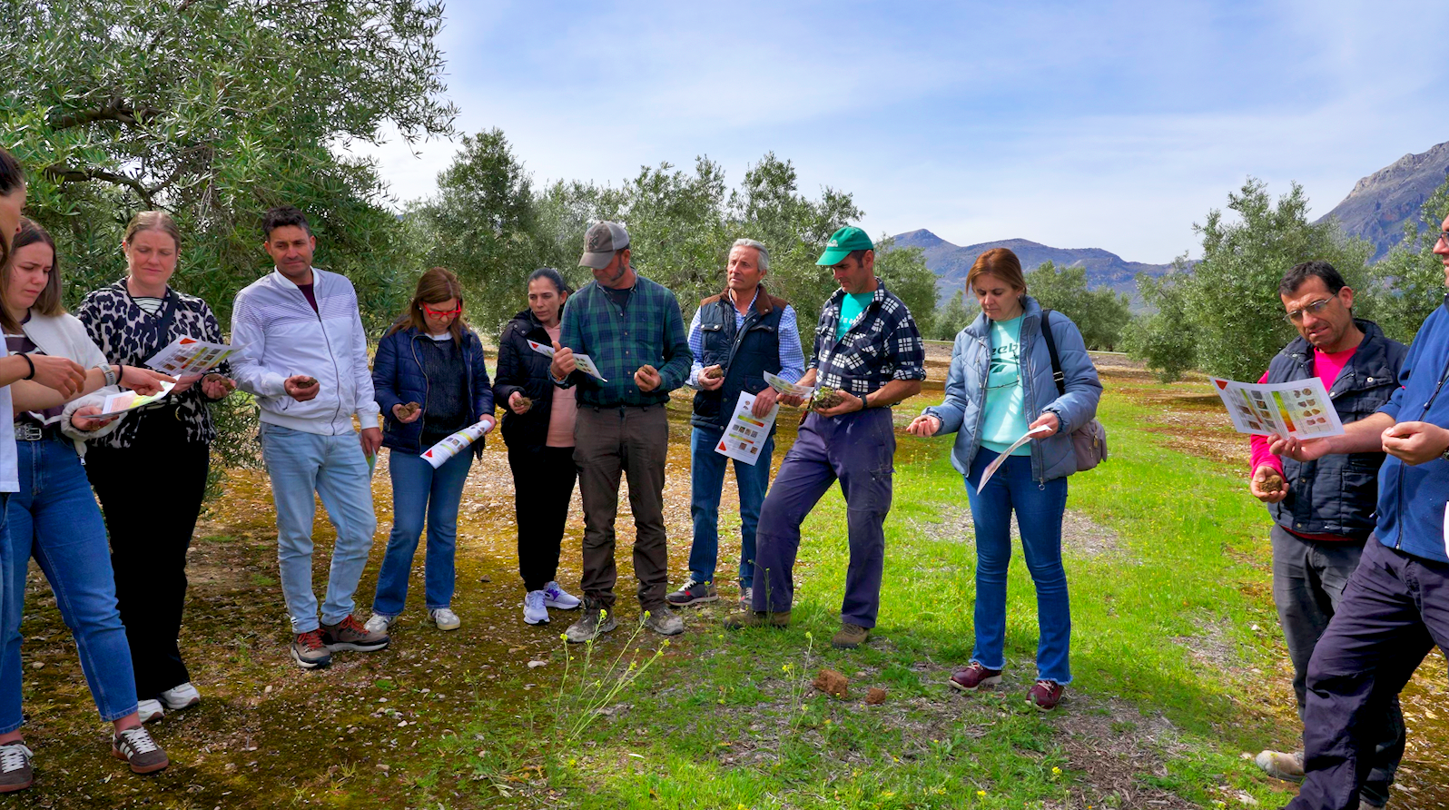 El olivar de Jaén mira al futuro con la agricultura regenerativa