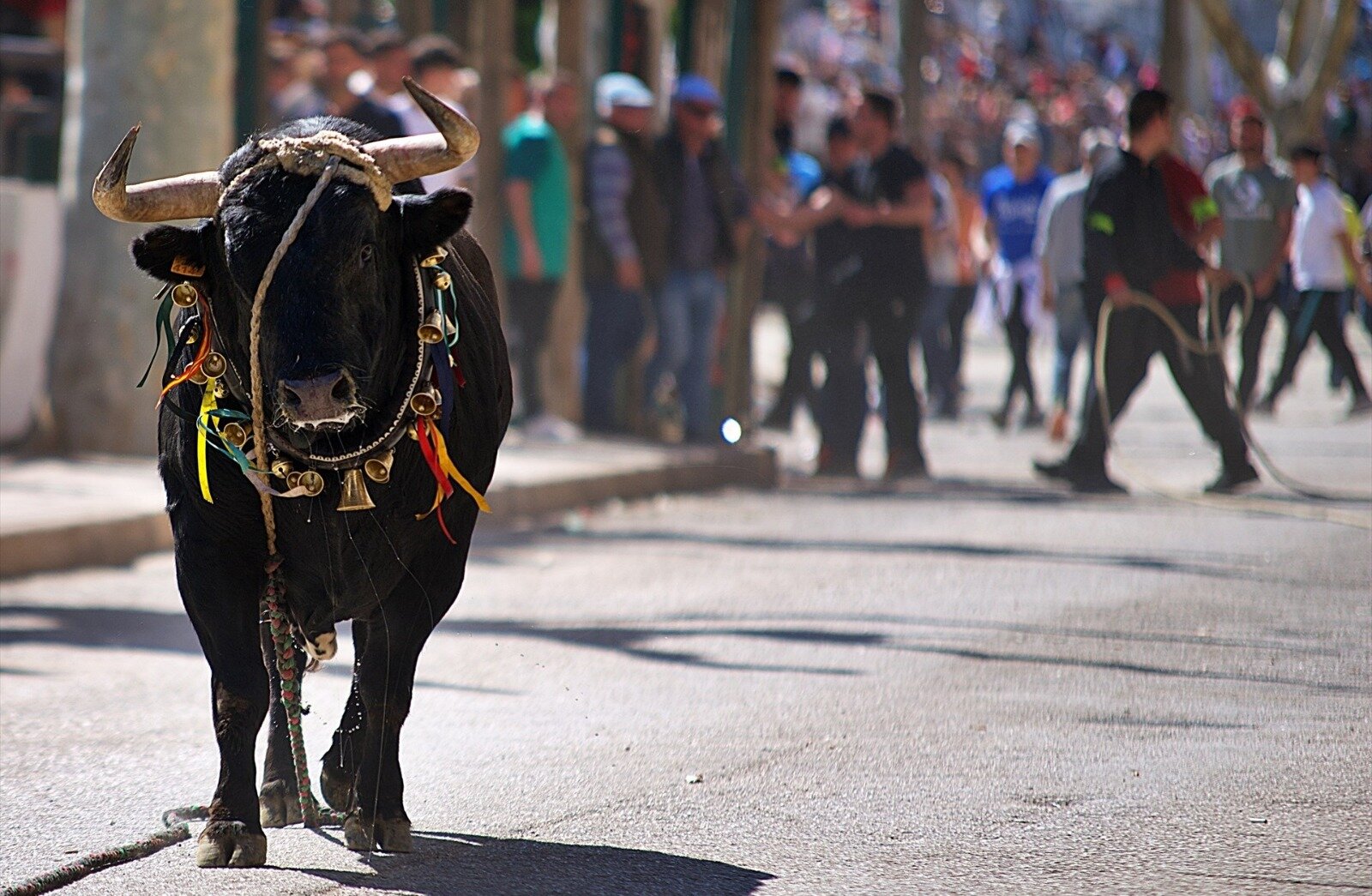 Muere el ganadero Santiago Barrero tras una cogida durante los toros ensogaos en Beas de Segura