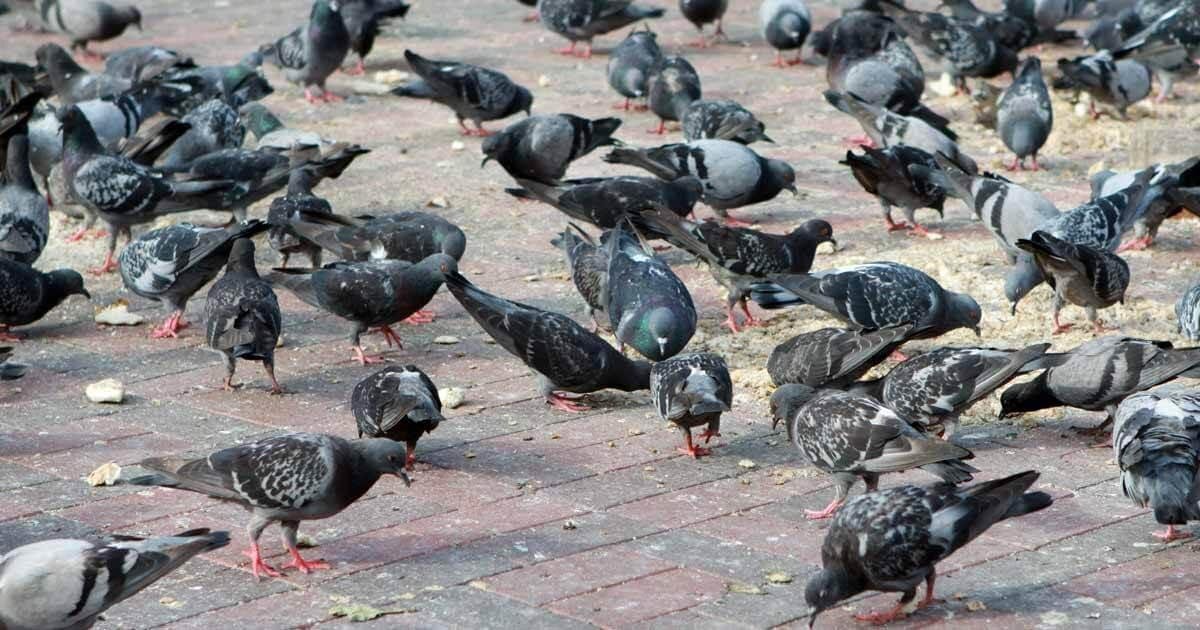 Pacma cuestiona una licitación del Ayuntamiento de Baeza para la captura de aves urbanas