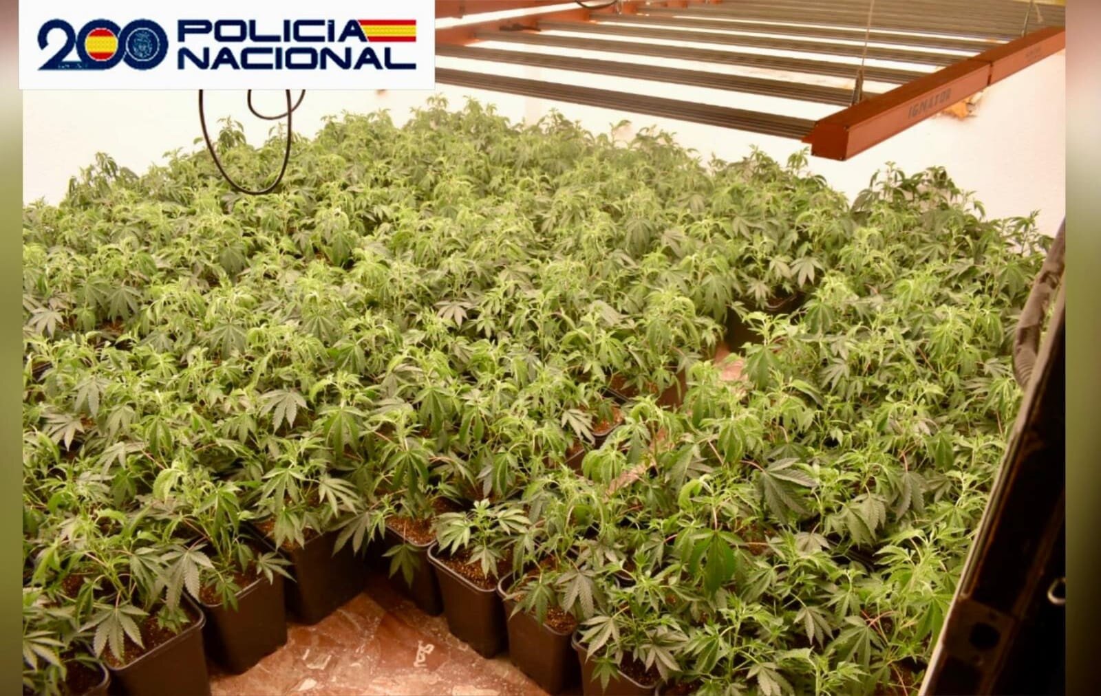 Desmantelan más de 600 plantas de marihuana en una vivienda de Mengíbar