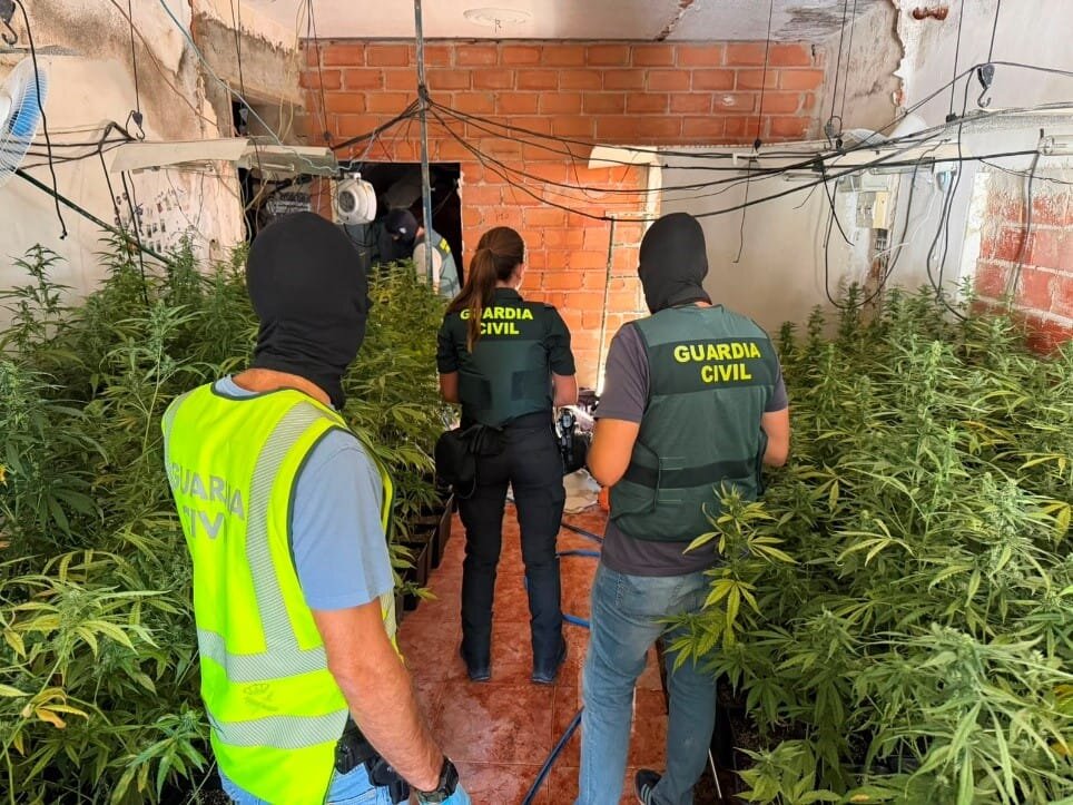 Desmantelada una plantación con 737 plantas de marihuana en Baños de la Encina