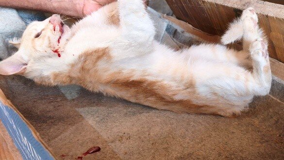 PACMA pide explicaciones al Ayuntamiento de Cambil por la aparición de gatos muertos