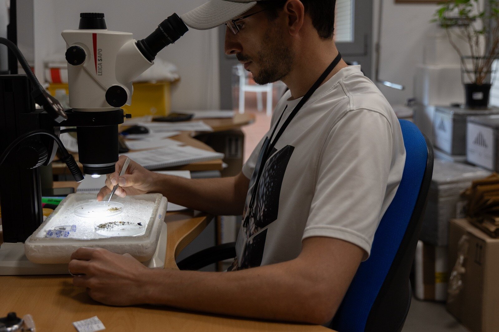 Linares y Baeza registran niveles elevados de mosquitos del virus del Nilo