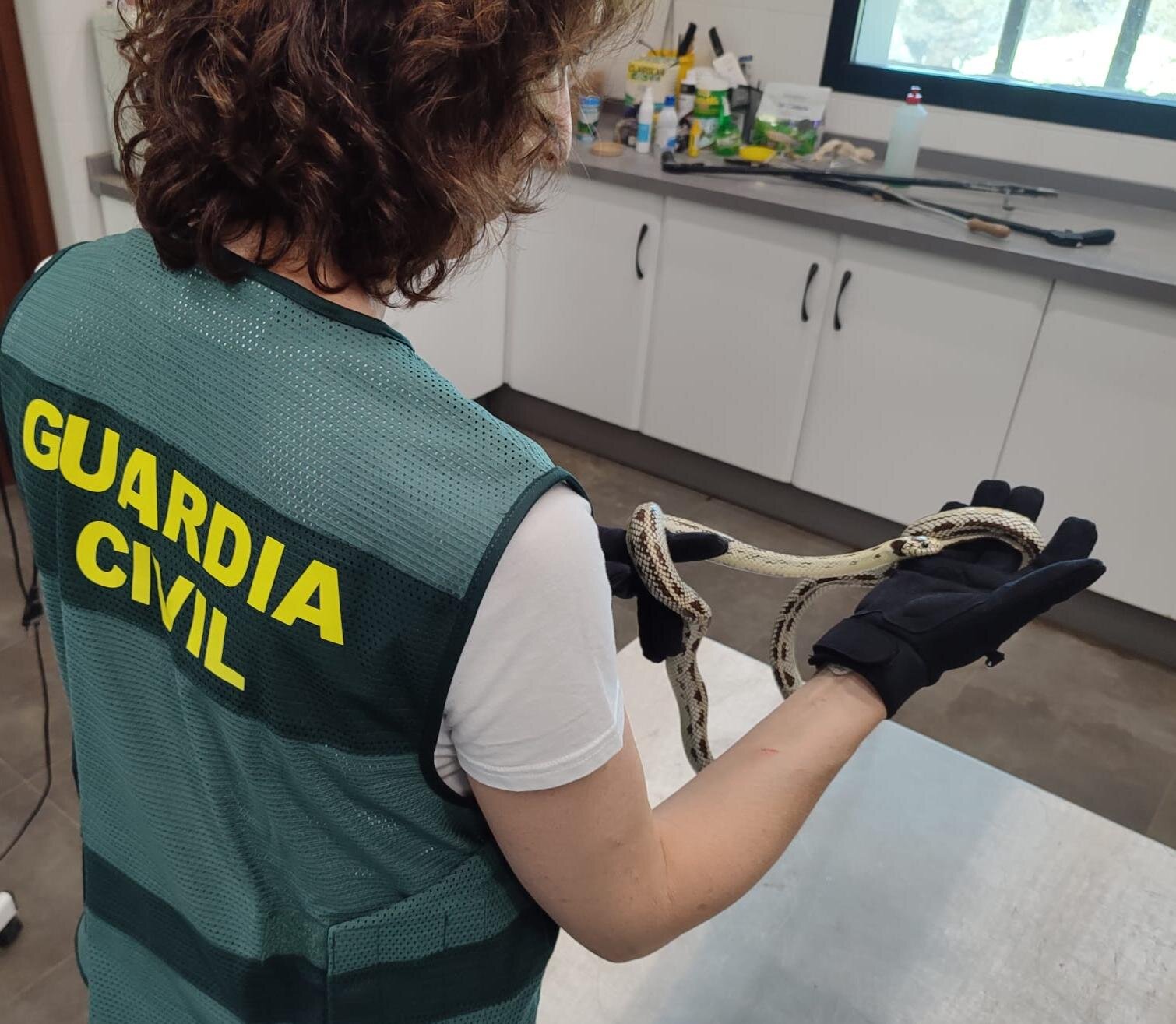 Una pitón escapa de un paquete en La Carolina y destapa un caso de tráfico ilegal