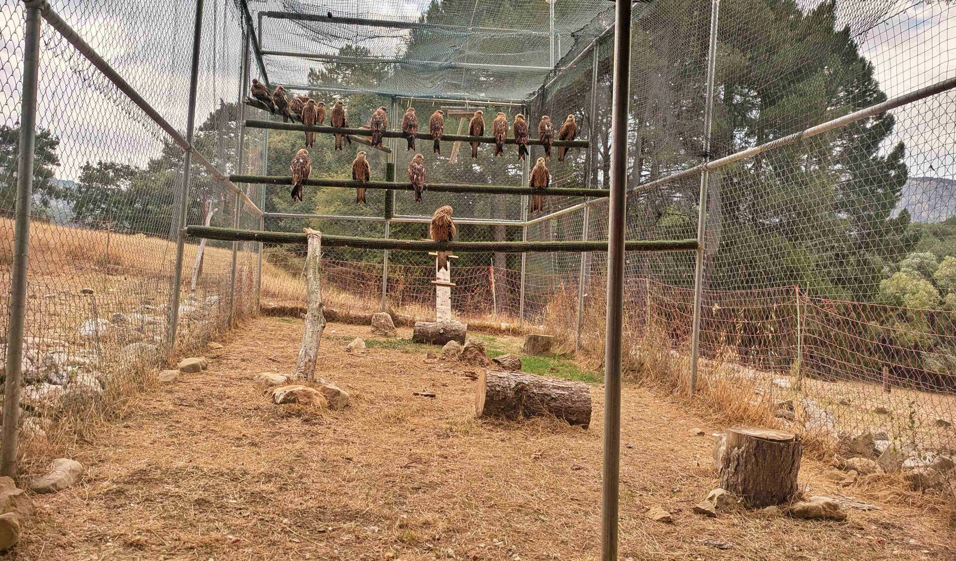 Cazorla recibe 24 nuevos milanos reales para reforzar la recuperación de la especie