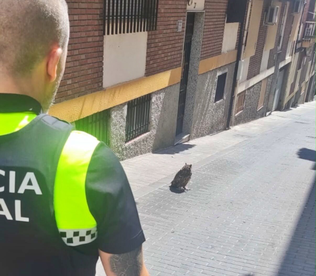 La Policía Local rescata un búho real desorientado en el centro de Martos