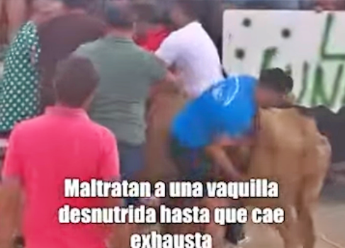 El Pacma denuncia el uso de una vaquilla en "estado de extrema delgadez" en Santiago-Pontones