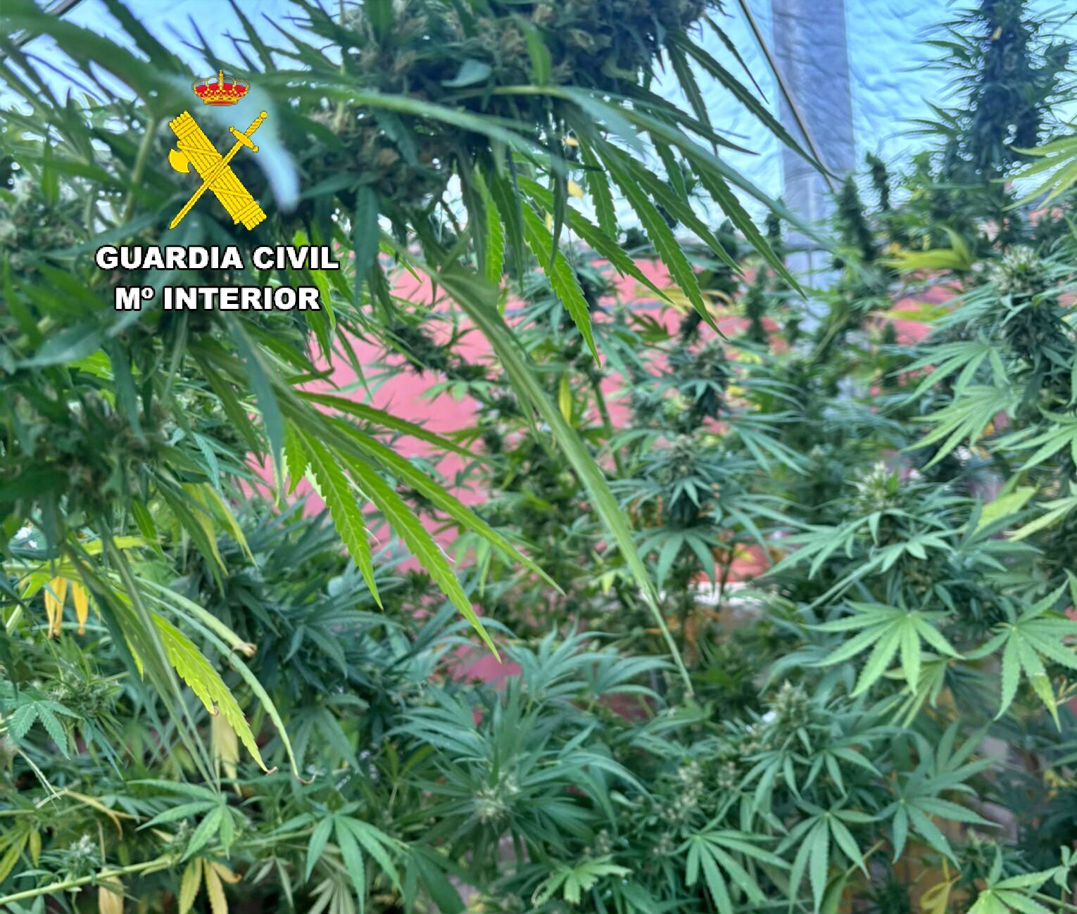 Un detenido y cuatro investigados en Mancha Real tras intervenir marihuana, hachís y cocaína