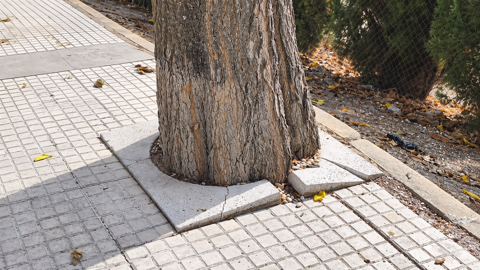 Un mapeo ciudadano detecta 264 alcorques con deficiencias en Úbeda